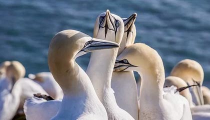 开云电竞中国-比赛策略揭秘：得分高手的战术布局，球赛战术