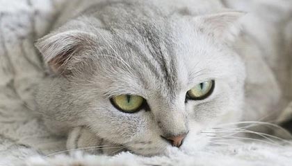 开云电竞中国-比赛策略揭秘：得分高手的战术布局，球赛战术