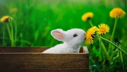 开云电竞中国-比赛策略揭秘：得分高手的战术布局，球赛战术